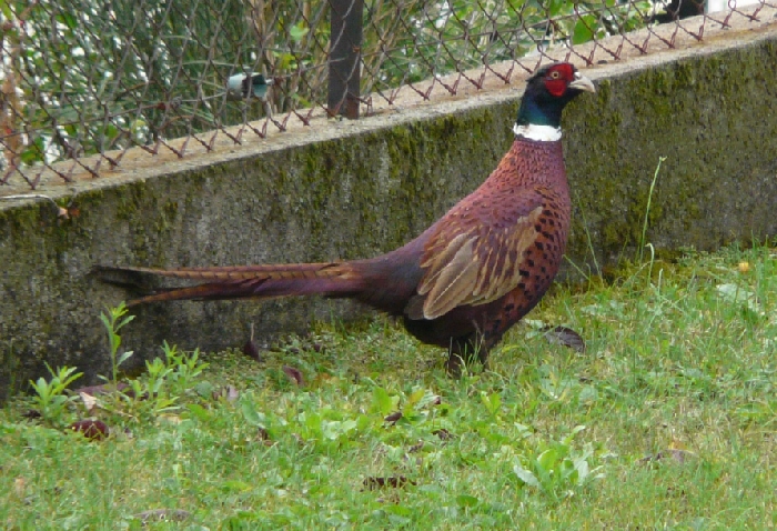 CHASTREIX Sancy Auvergne (de 1350 à 1850 m)