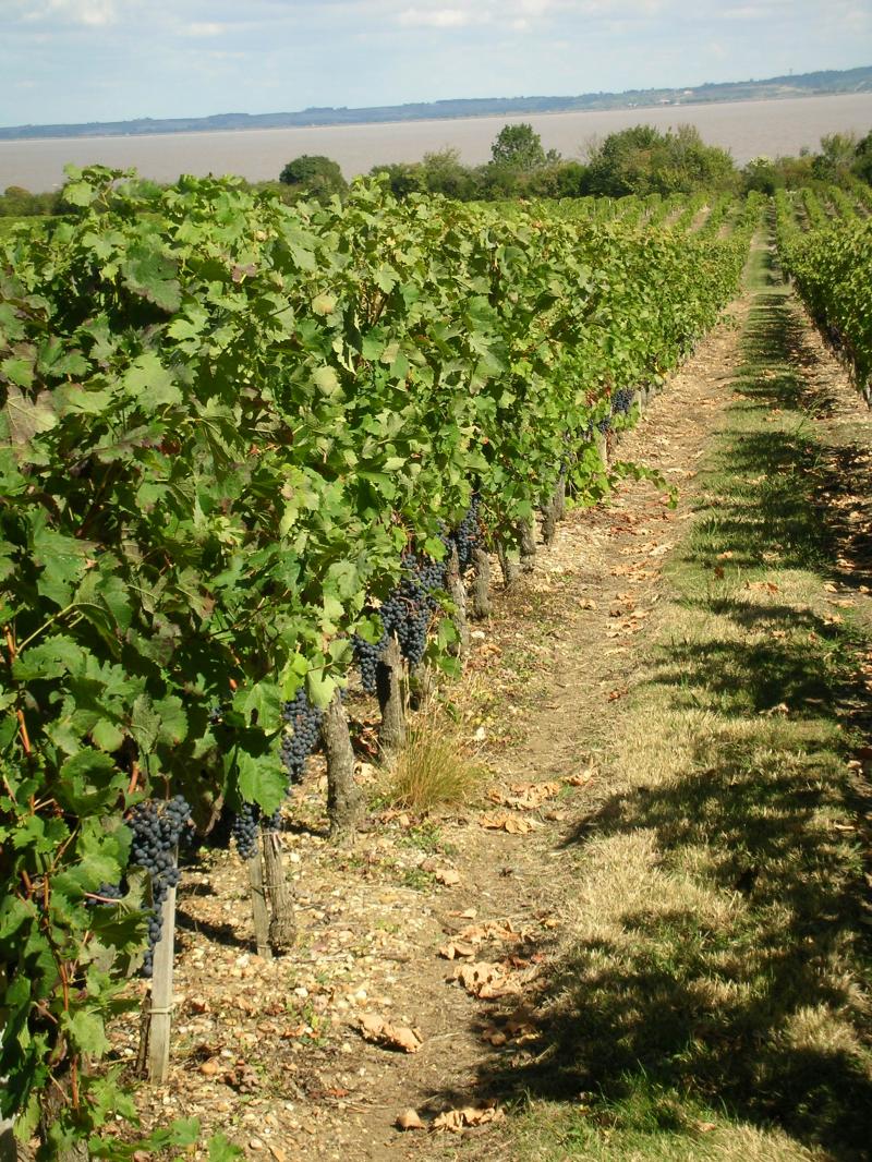 promenade dans le vignoble