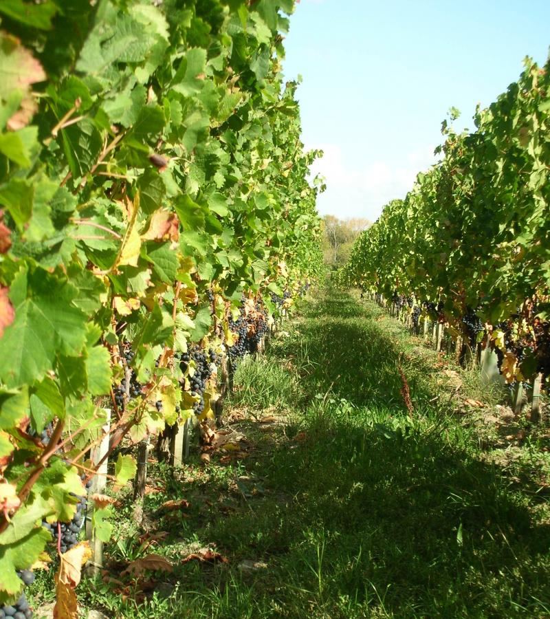 rendez-vous dans le vignoble bordelais